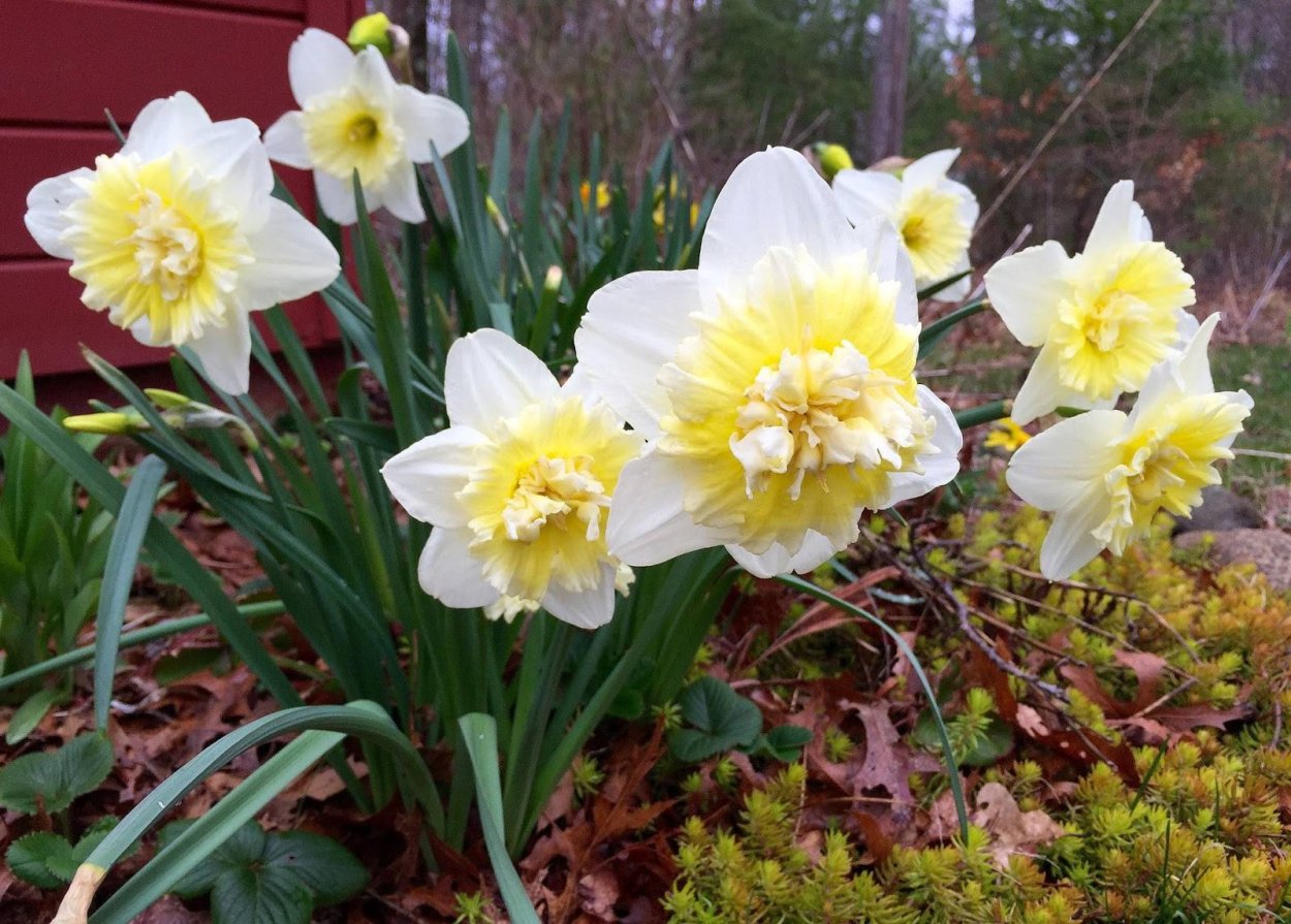 Нарцисс БТС