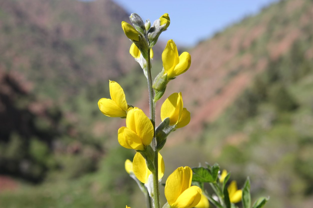 Thermopsis lanceolata Ботанический атлас