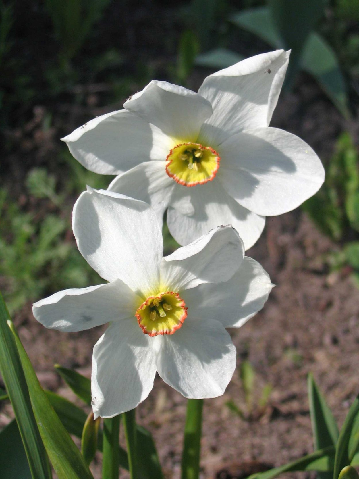 Листья нарцисса