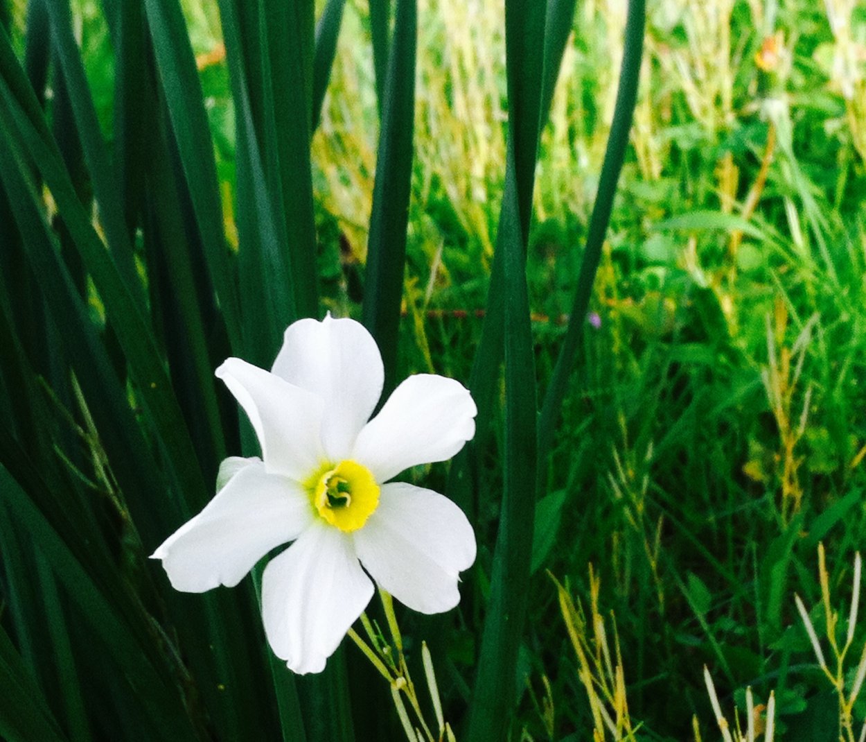 Нарцисс Веддинг Беллс