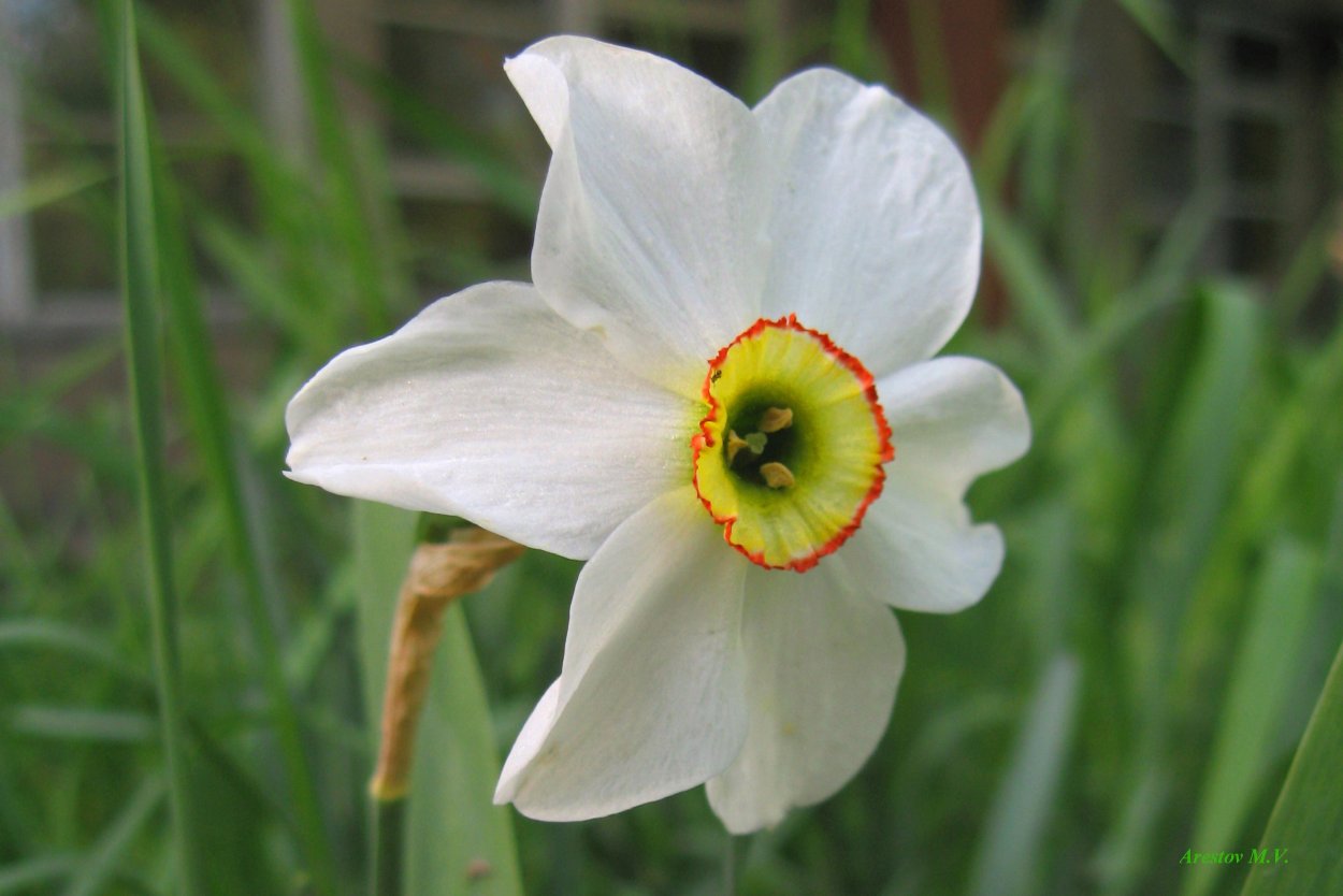 Белый Нарцисс