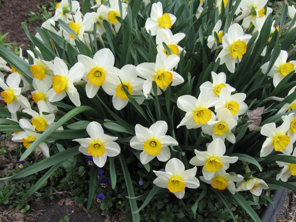 Нарцисс Шантерель