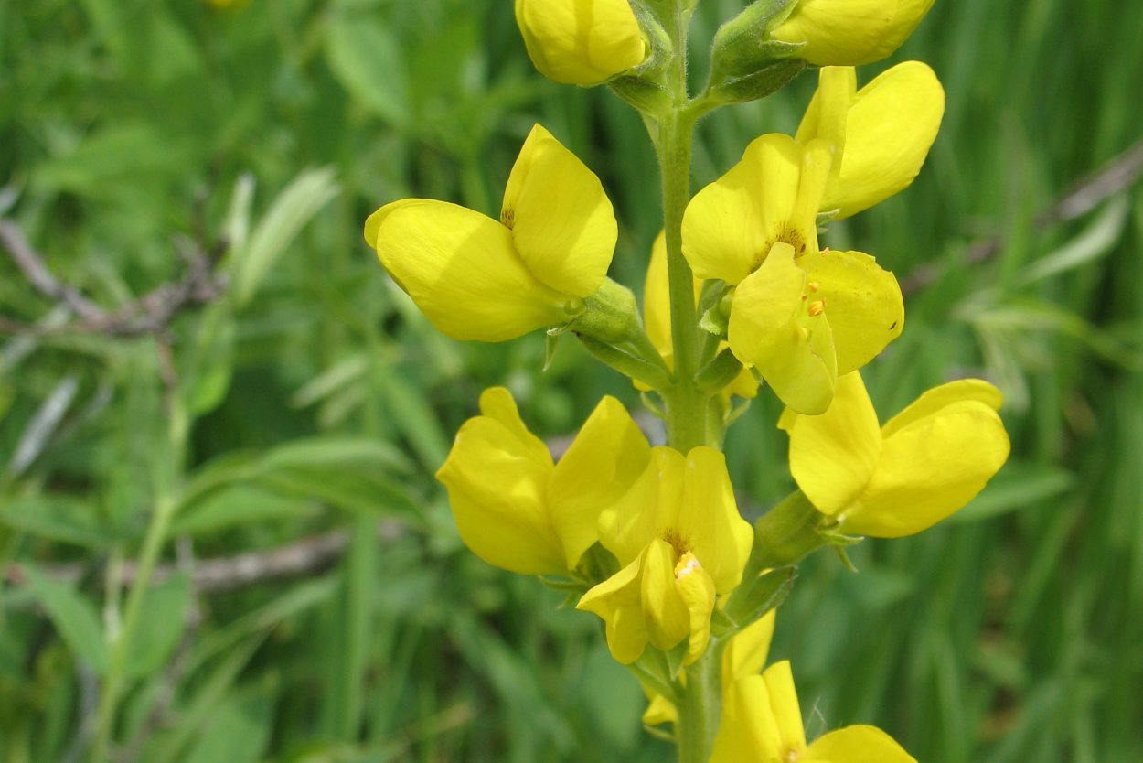 Термопсис Сибирский
