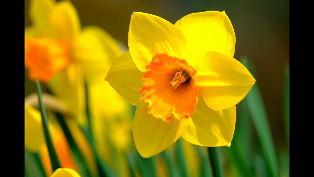 Нарцисс Гули