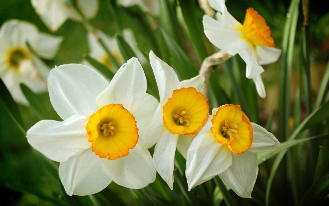 Нарцисс Техас