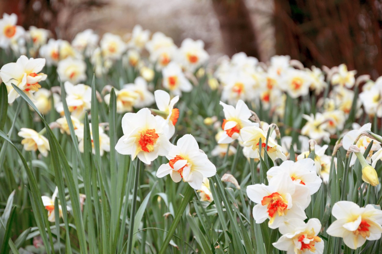 Солнечный желтый. (Daffodil)