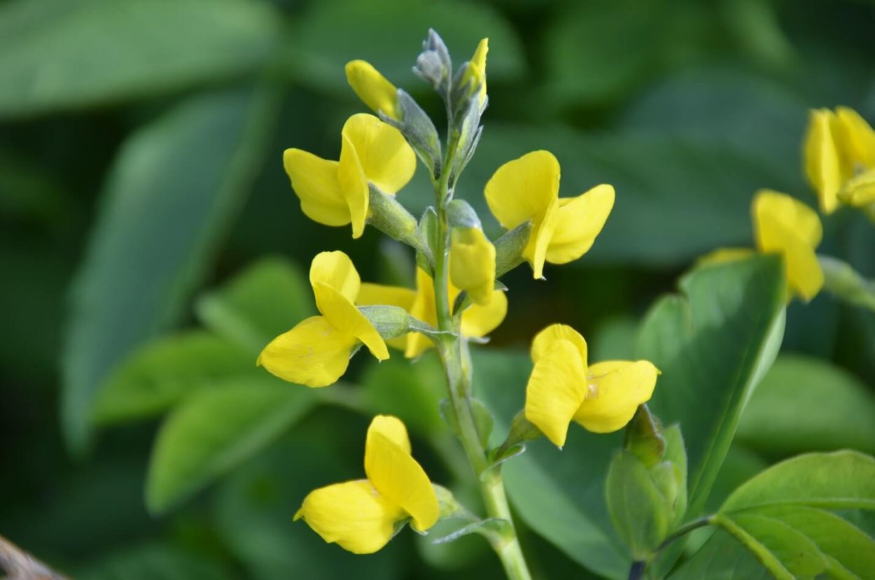 Термопсис ланцетный гербарий