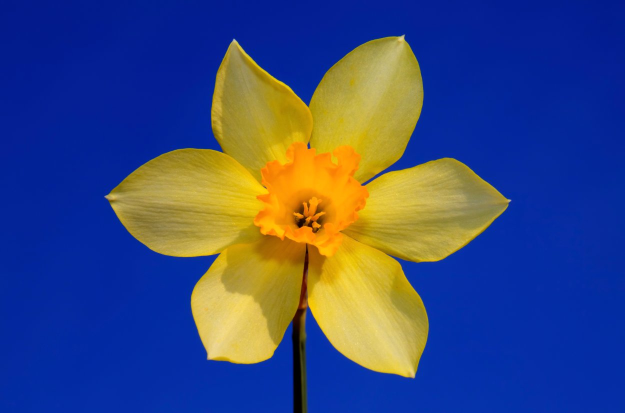 Нарцисс Ирен Коупленд махровый