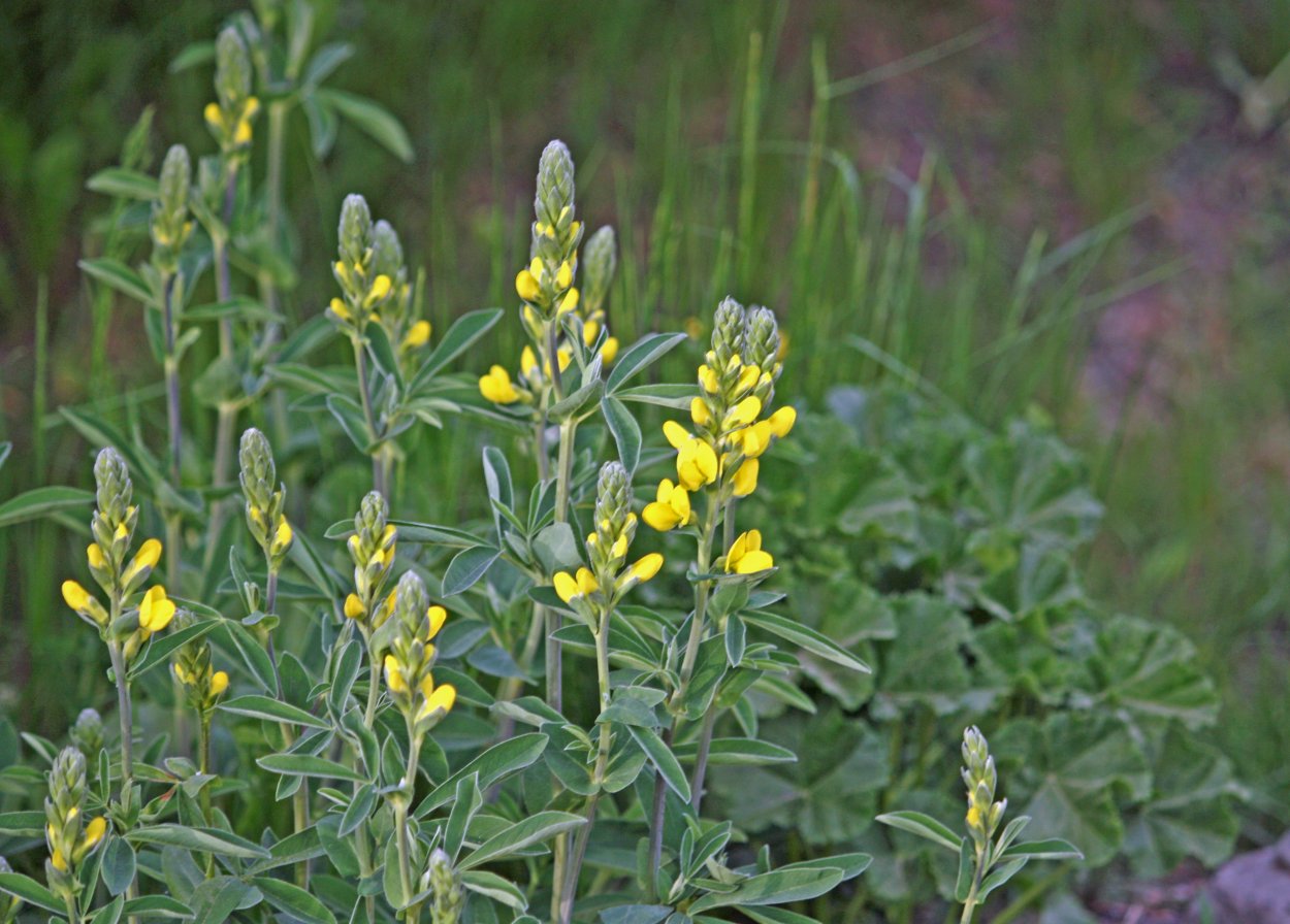 Трава термопсиса таблетки