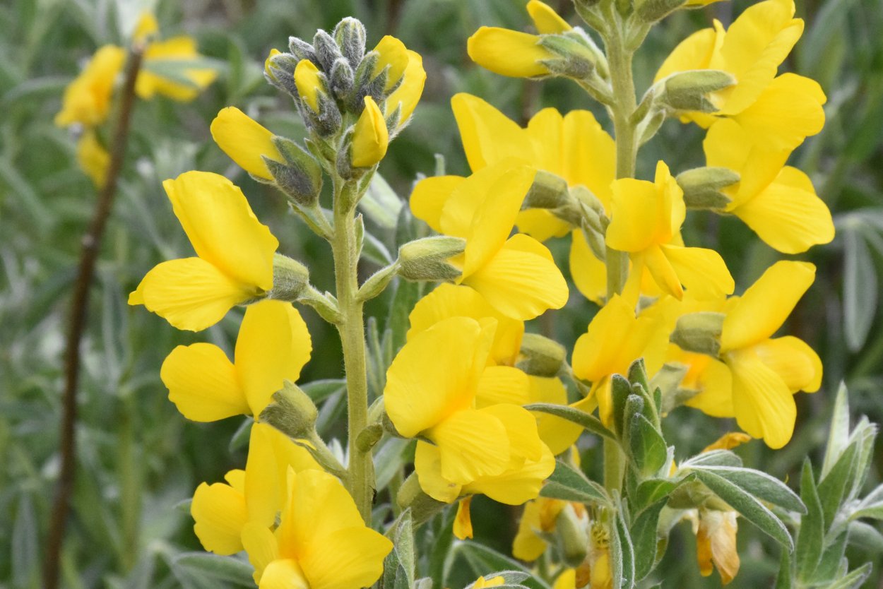 Thermopsis lanceolata гербарий