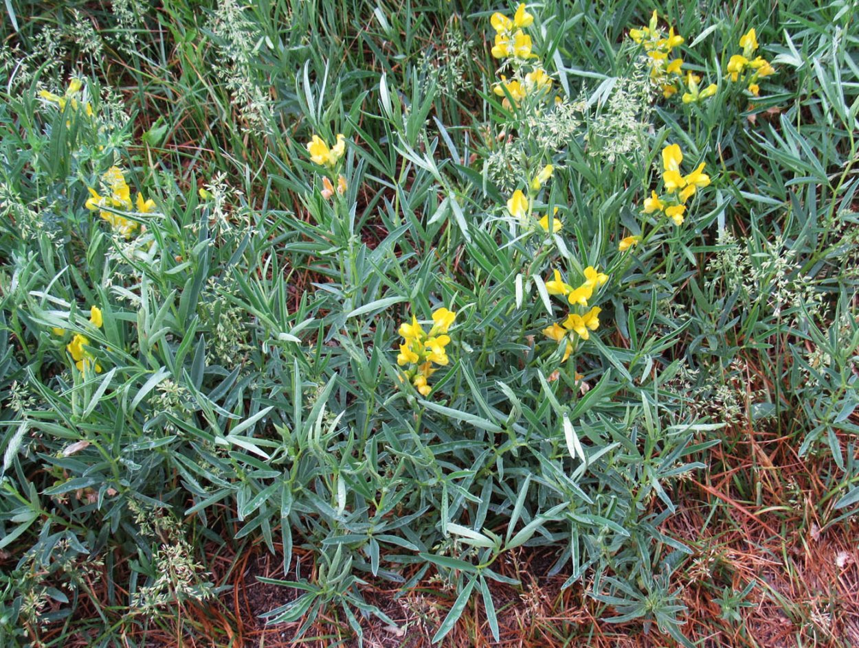 Термопсис ланцетный ЛРС