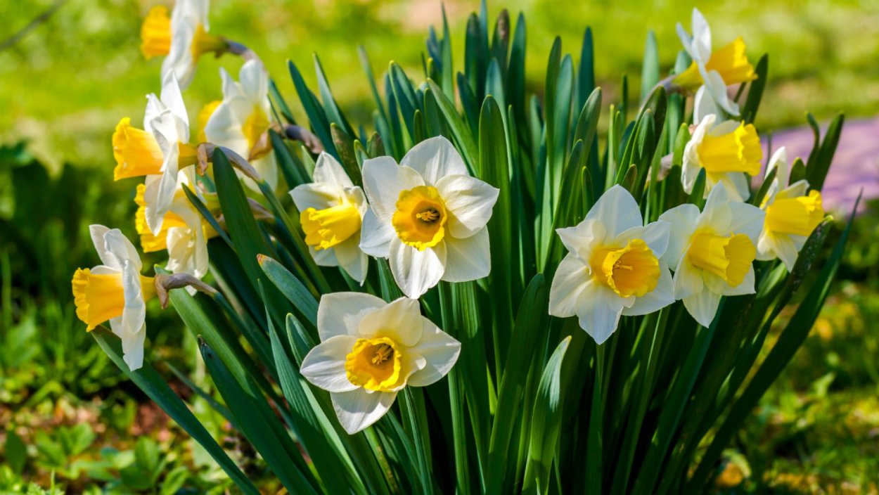 Нарцисс Pueblo (луковица)