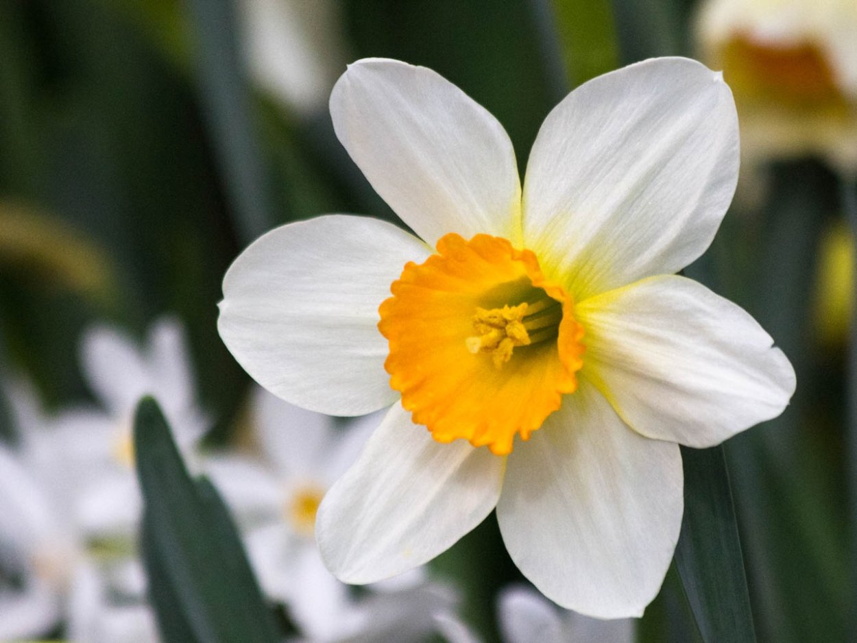 Нарцисс датч мастер