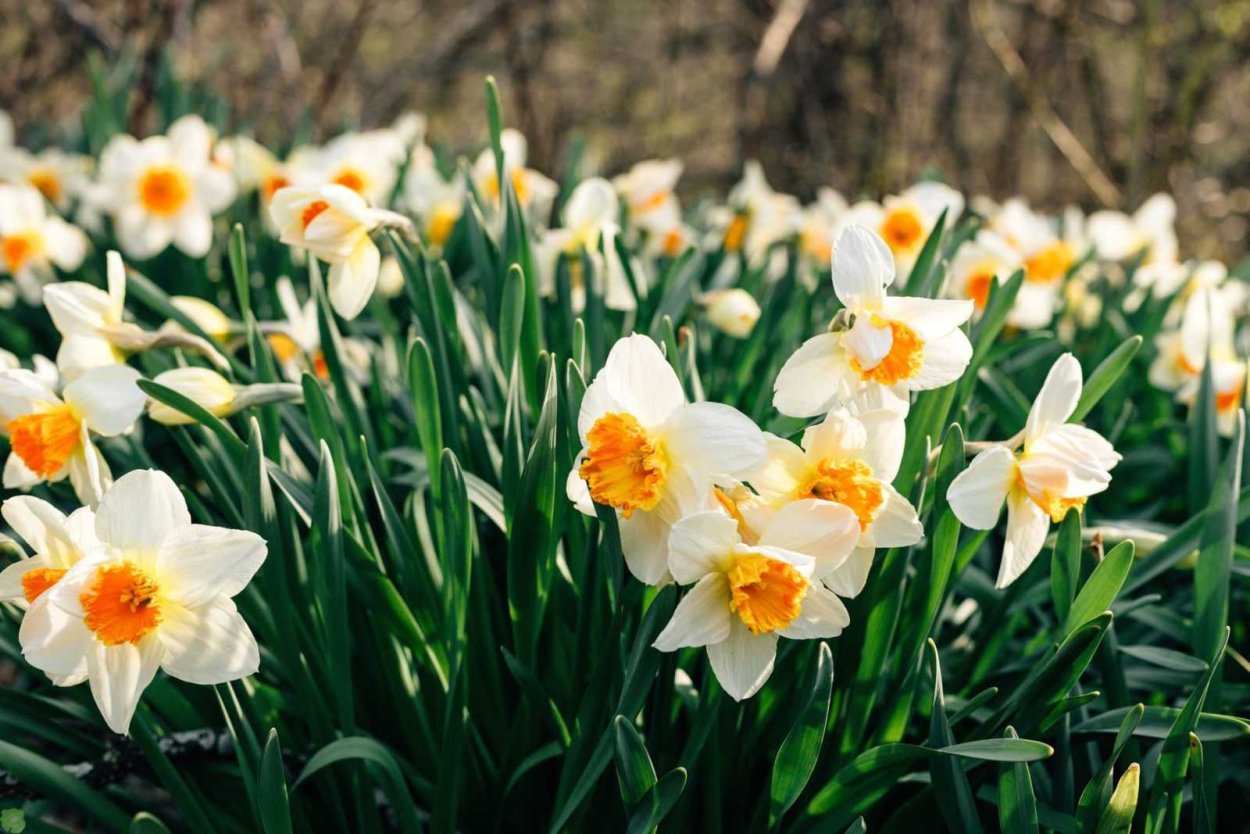 Tete-a-tete Нарцисс