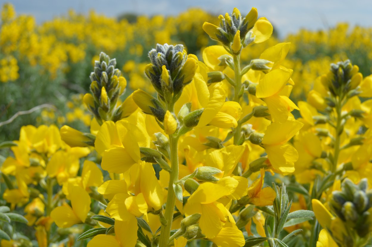 Термопсис ланцетный ГФ