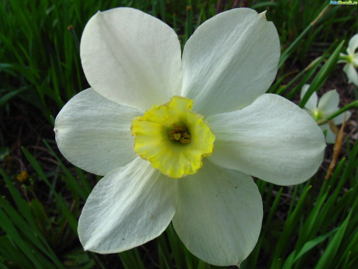 Нарцисс махровый Юник