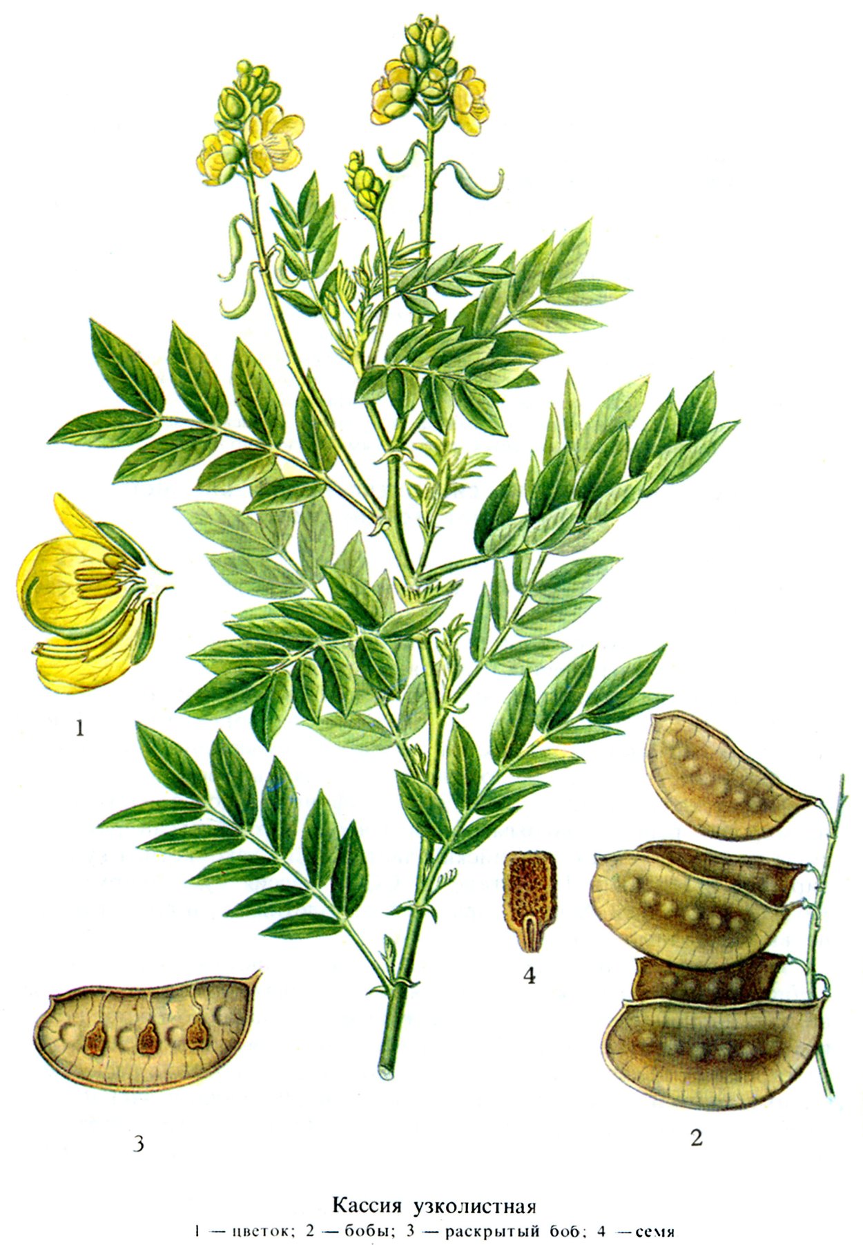 Термопсиса сироп с солодкой