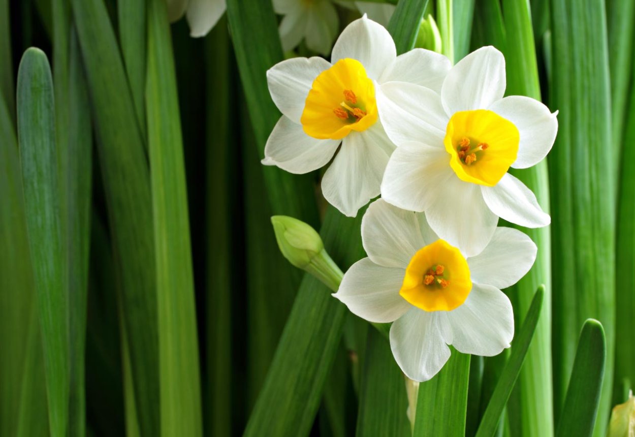 Нарцисс delibes