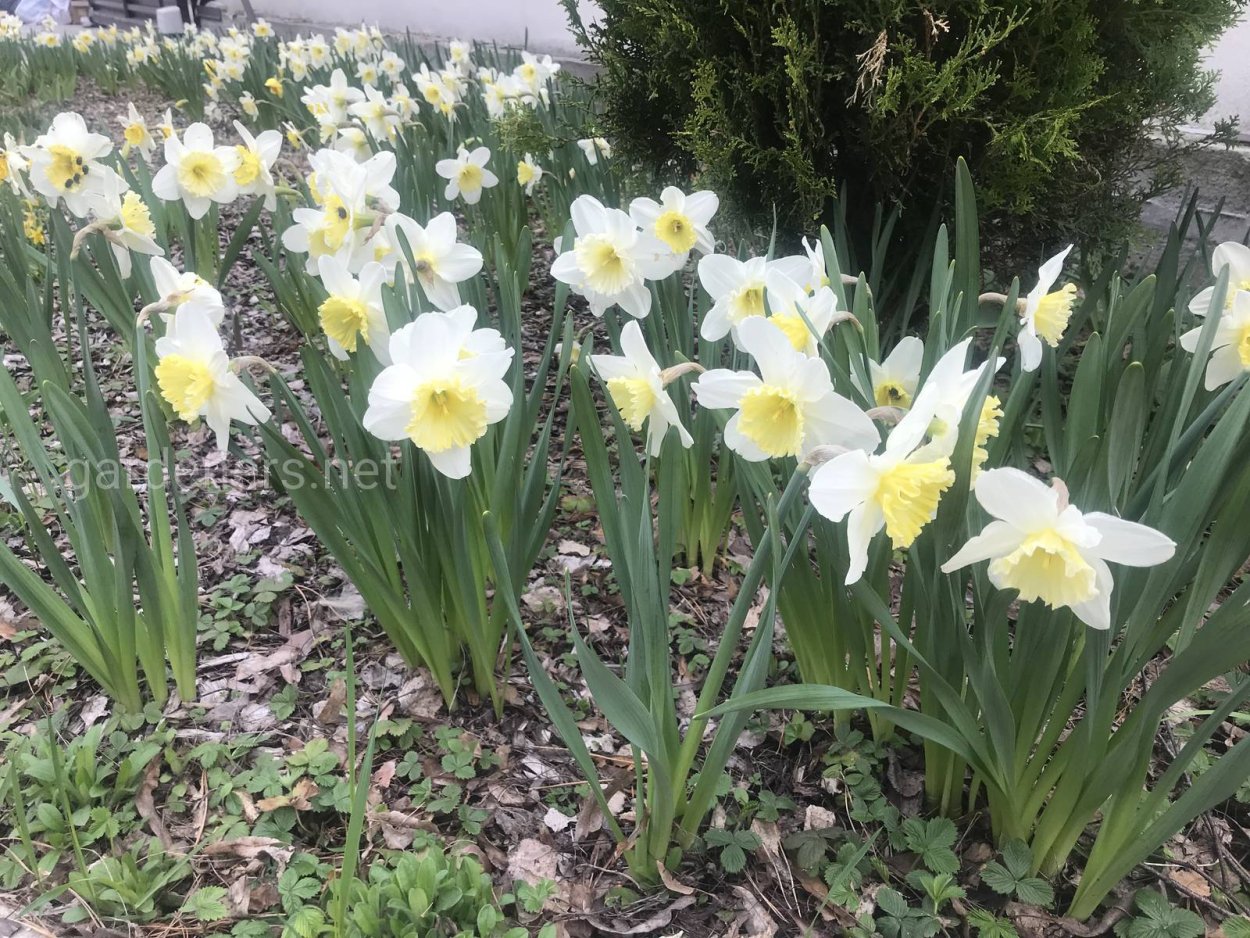 Нарцисс карандашом