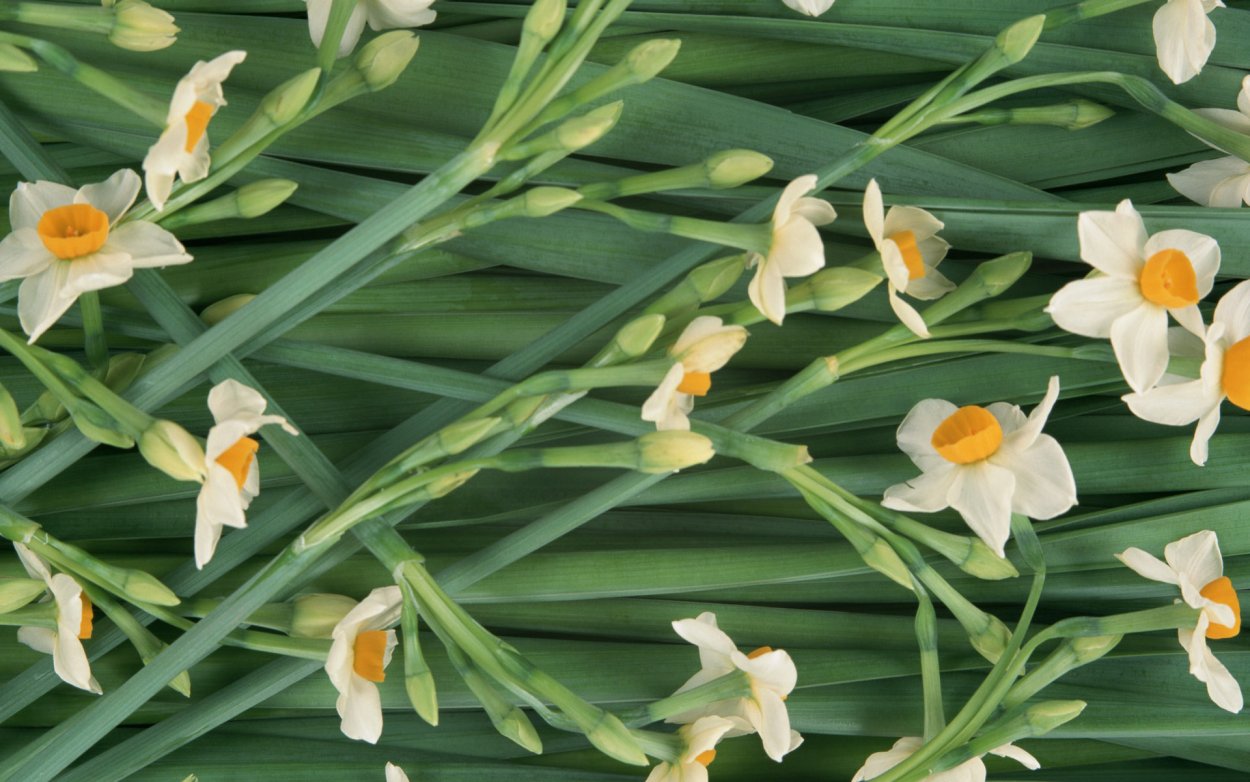 Нарцисс Голден Дукат (Golden Ducat)