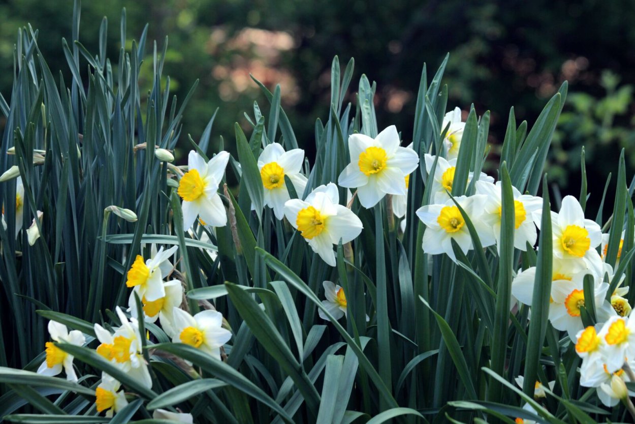 Нарцисс Регент Франции
