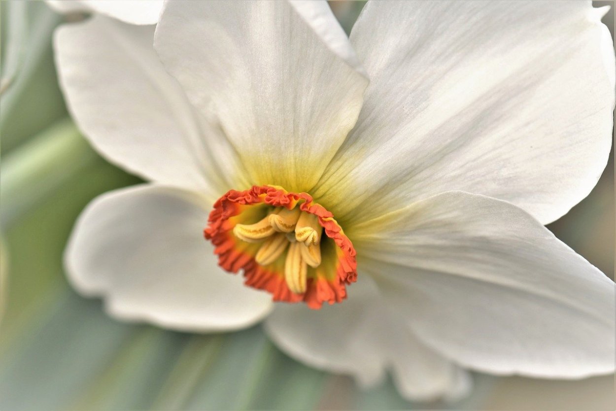 нарцисс цветок фото крупным планом