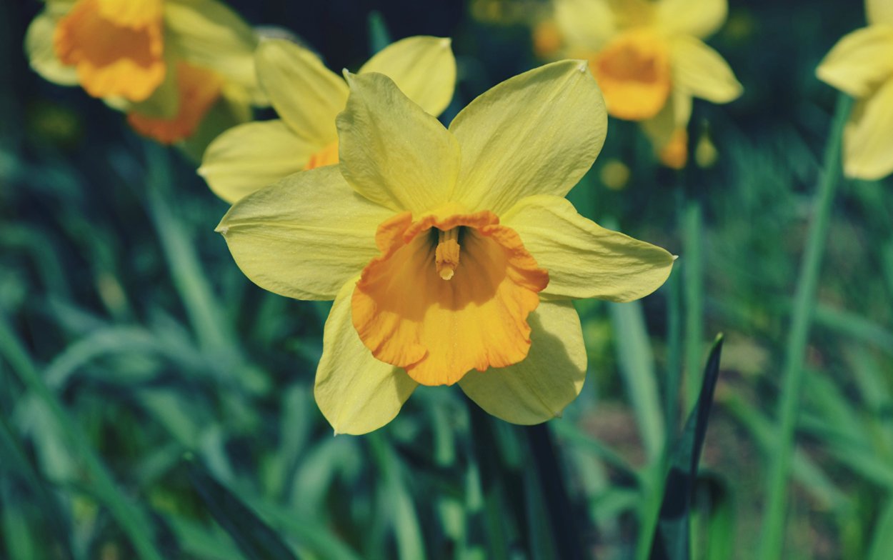 Нарцисс Золотая корона