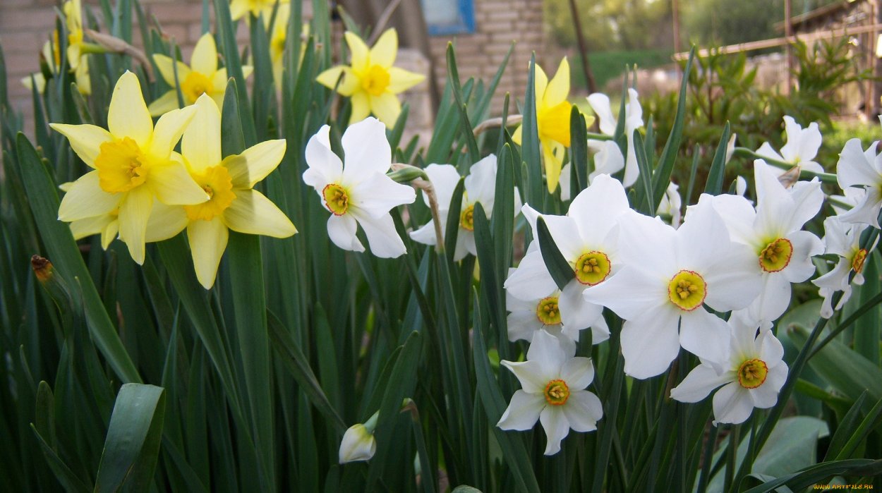 Фото Нарцызов