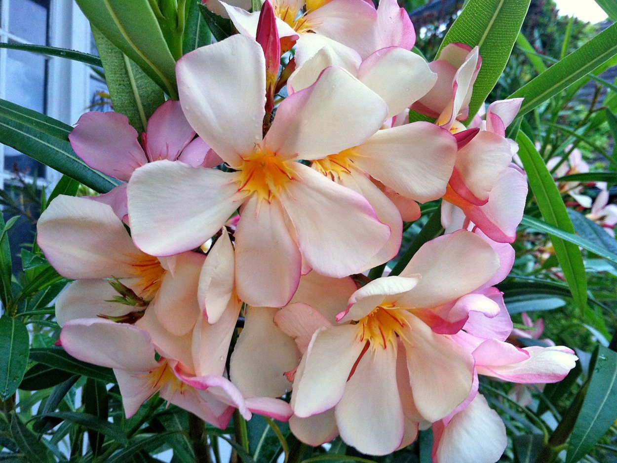 Олеандр растение