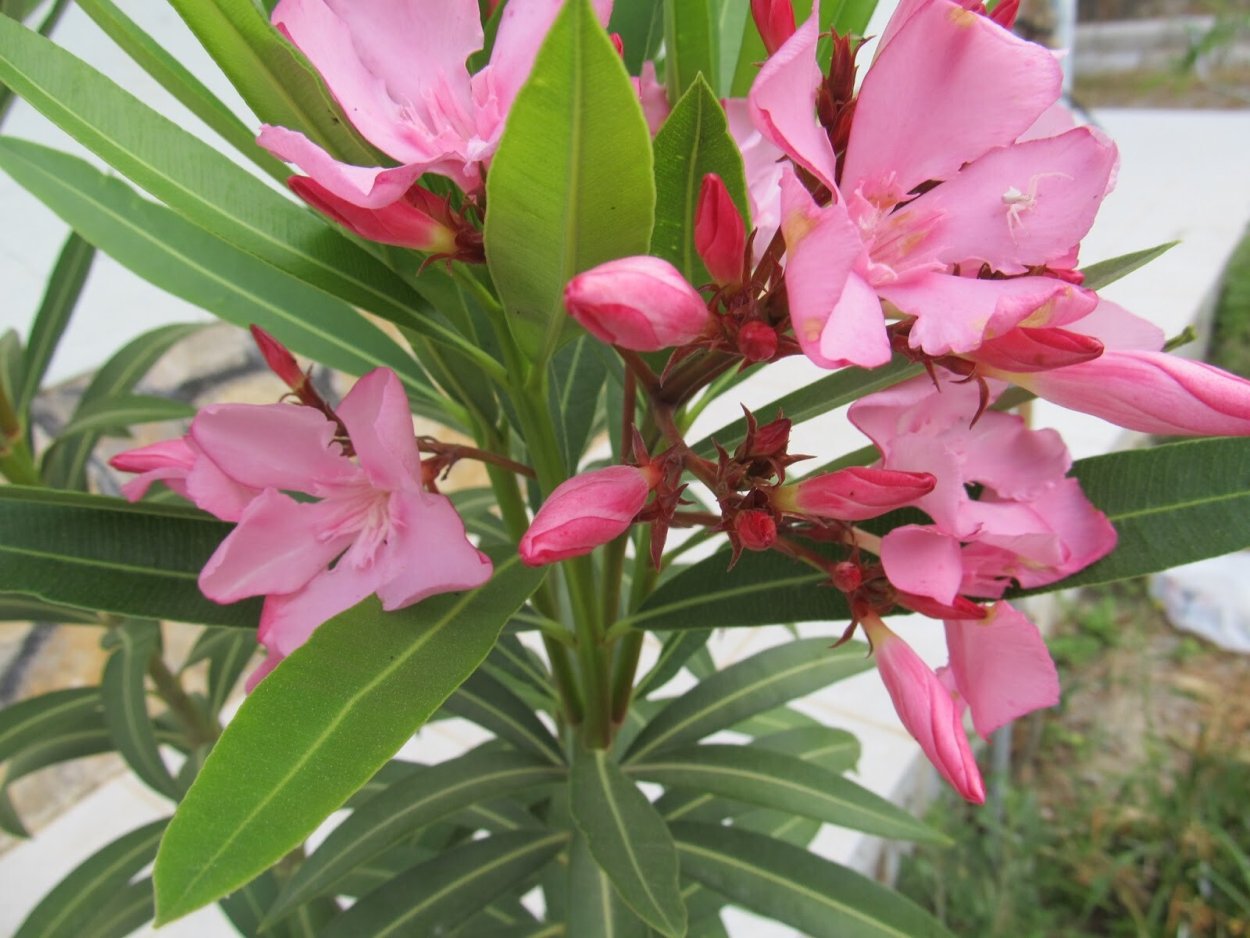 Олеандр декоративный