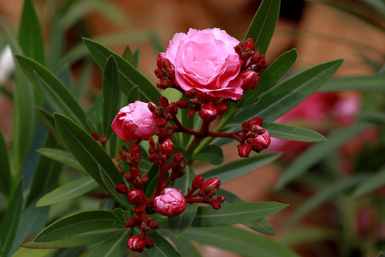 Олеандр ядовитое растение