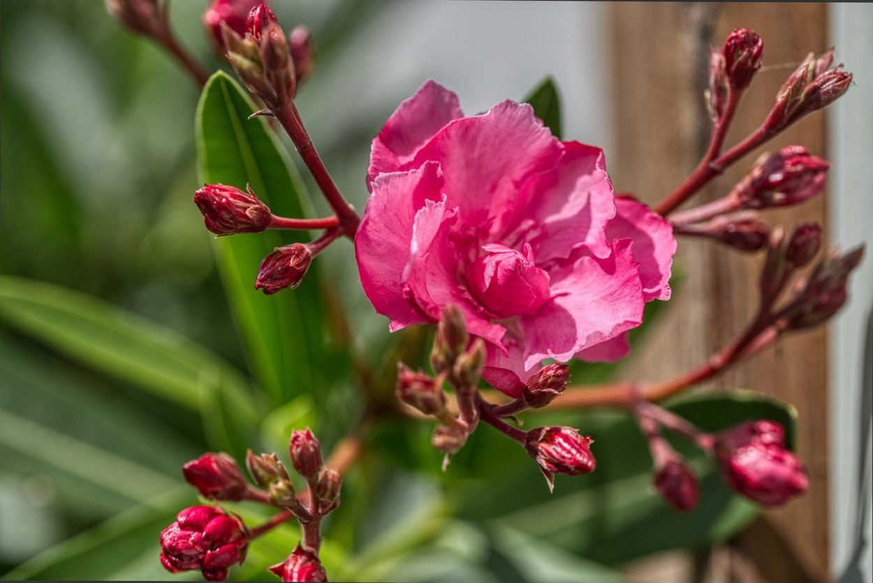 Олеандр ветка с листьями