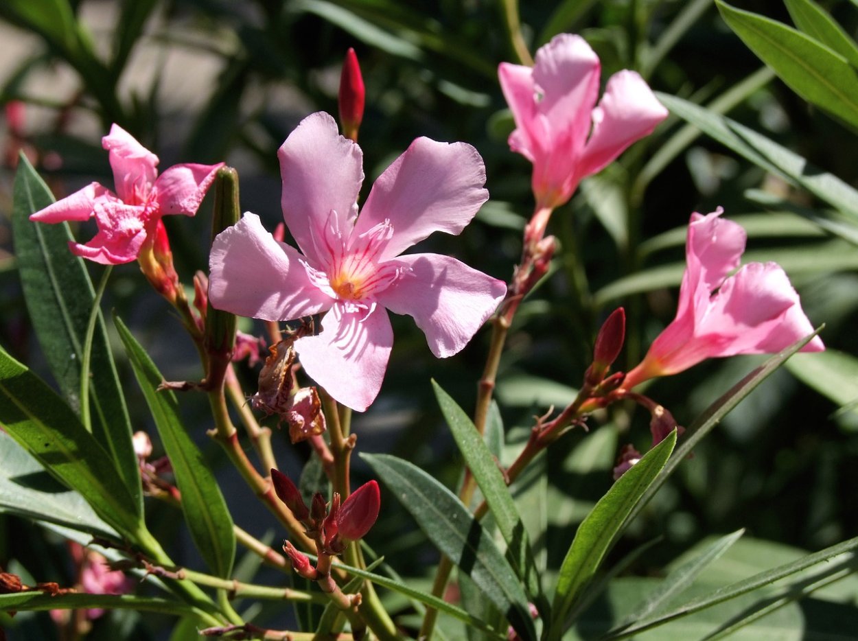 Олеандр (Nerium Oleander)