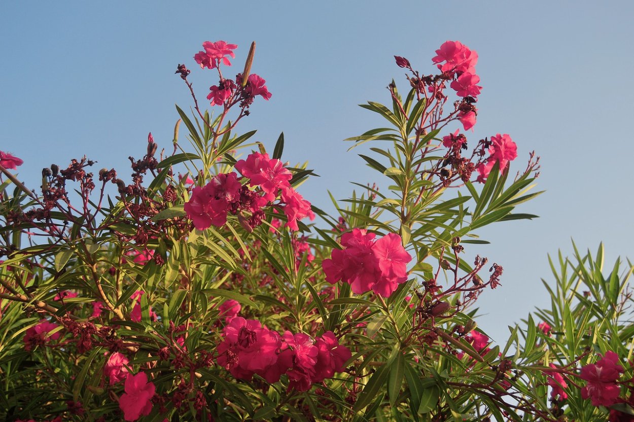 Куст похожий на дерево Заккум