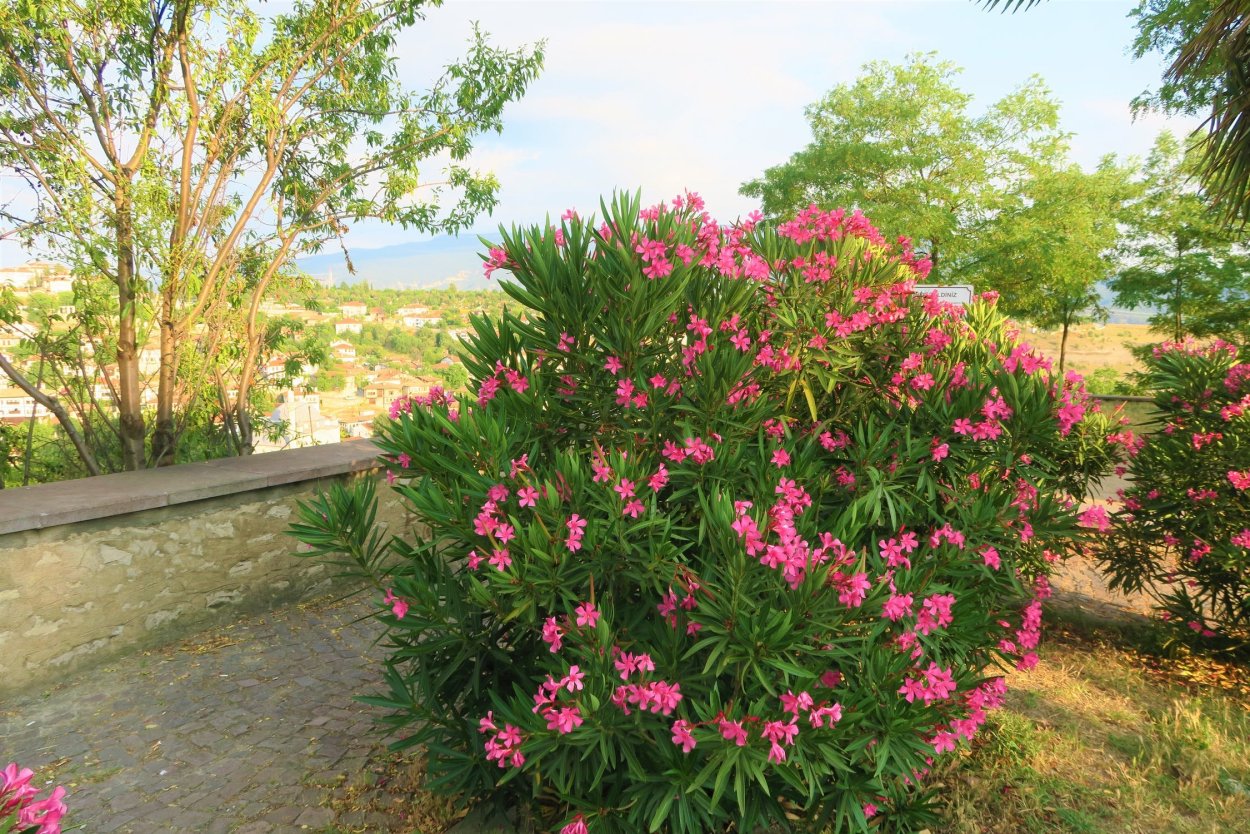 Питомник Флора Грин