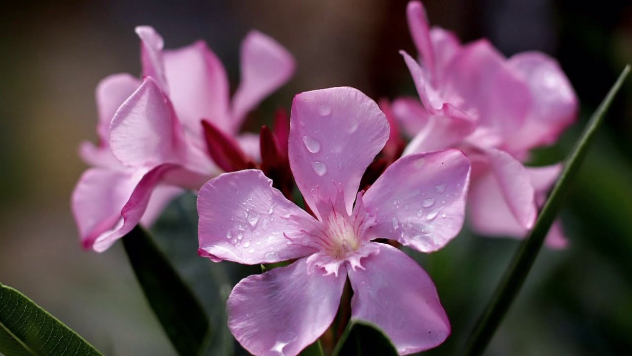 Олеандр Греция растение