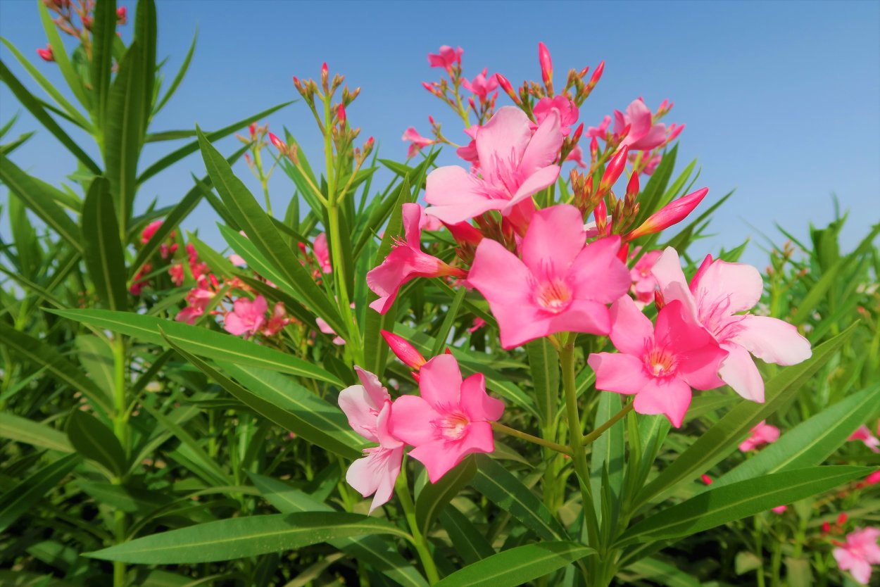 Олеандр обыкновенный