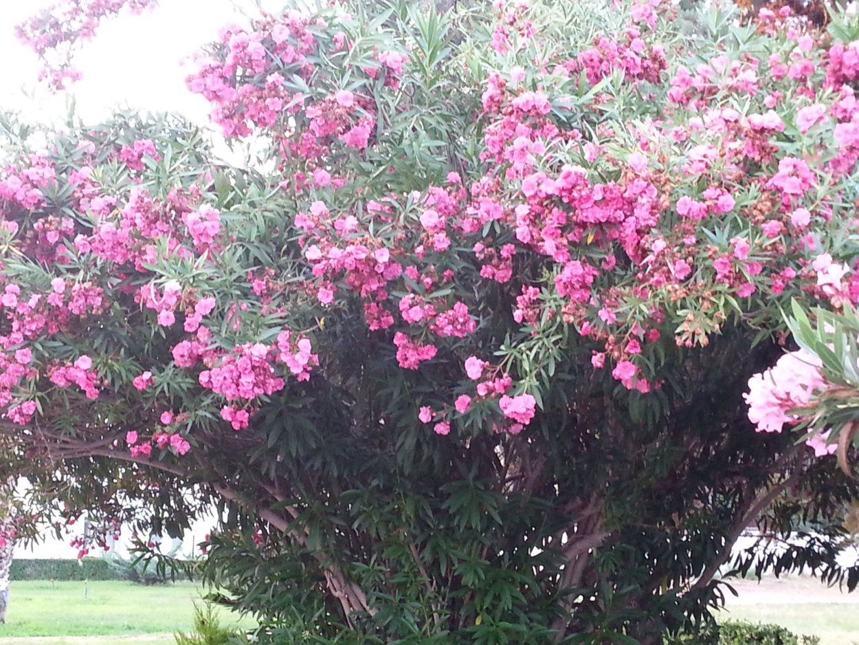 Олеандр на языке цветов