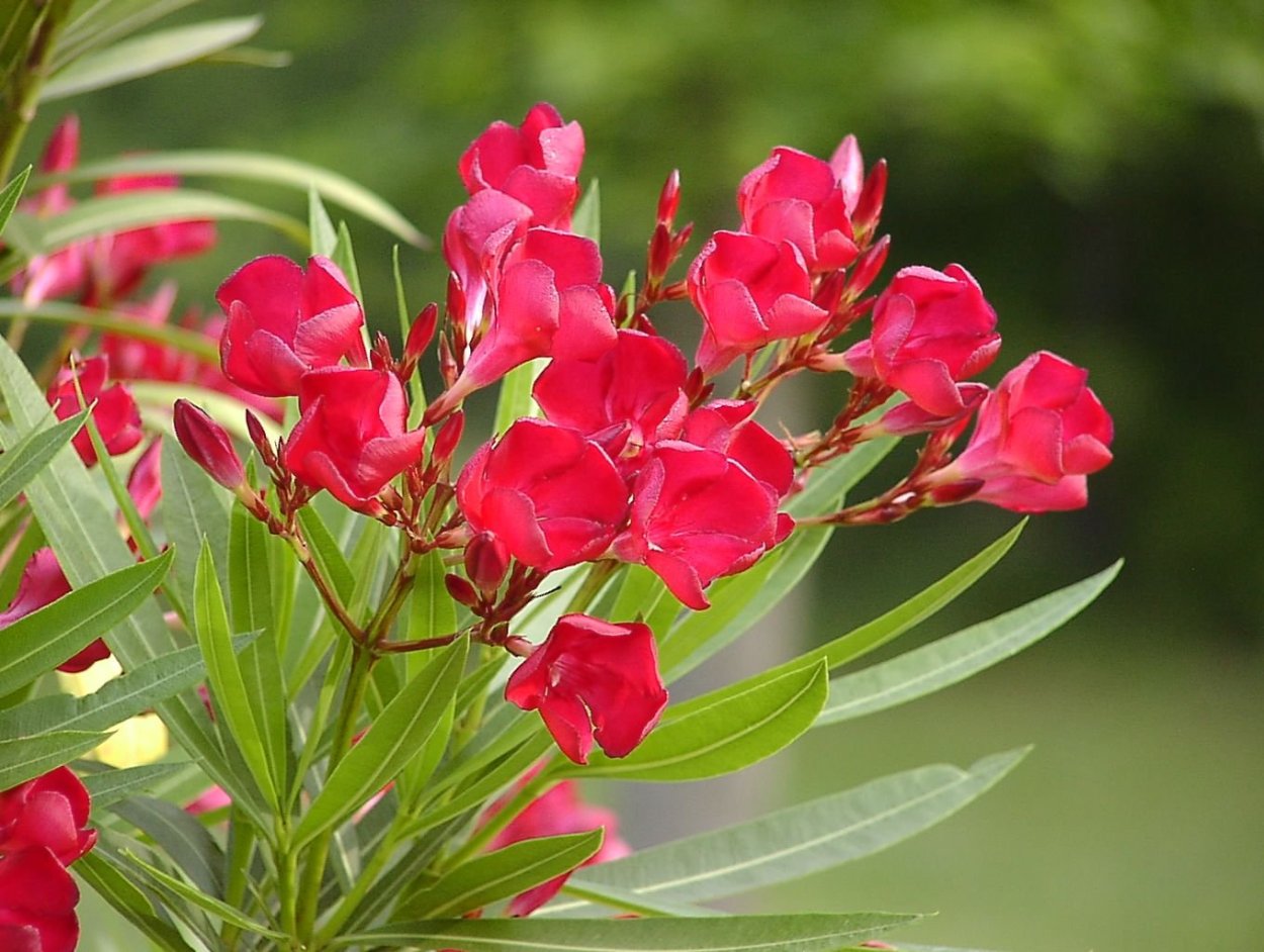 Олеандр дерево