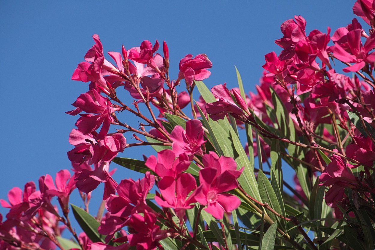 Олеандр splendens