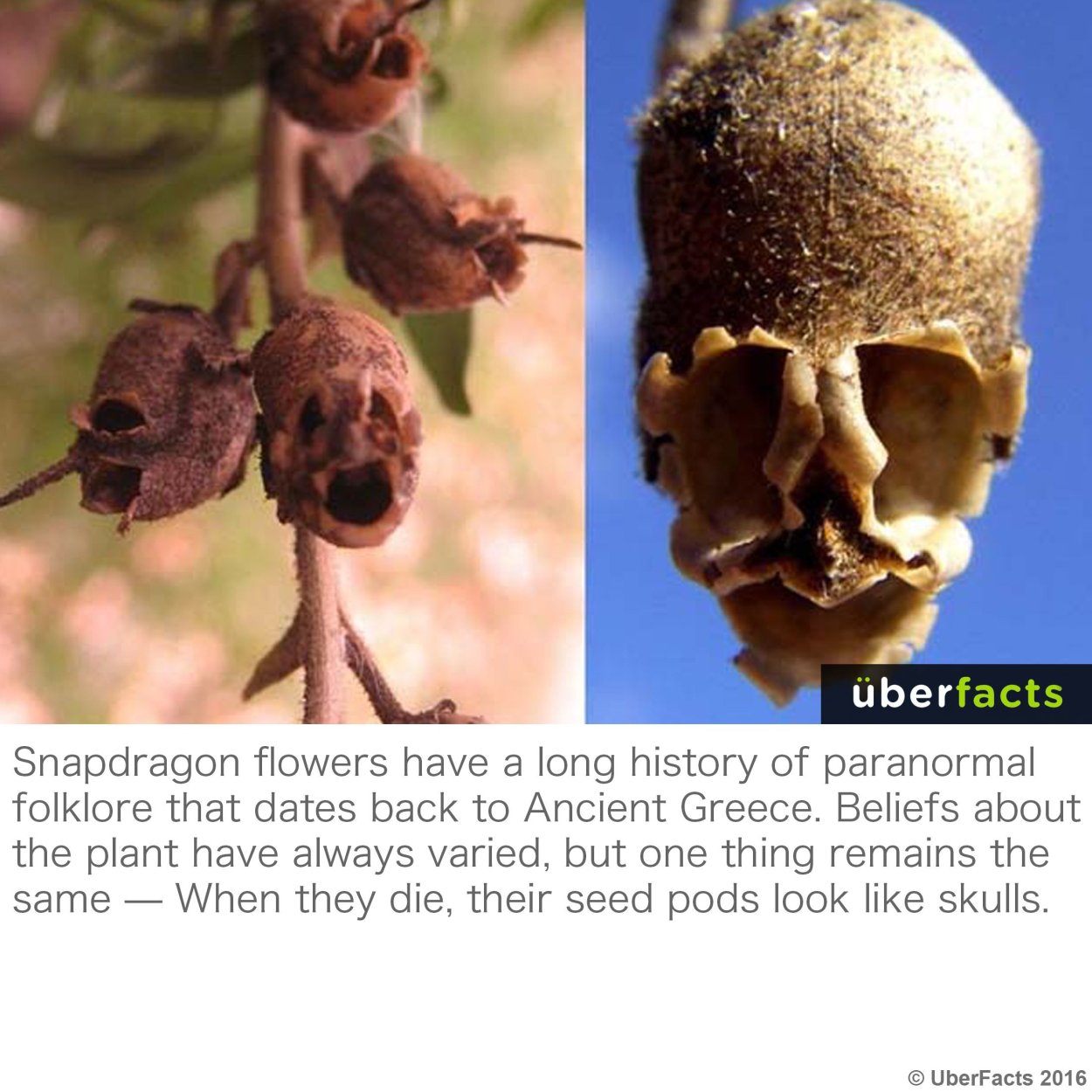 Рододендрон Олеандр