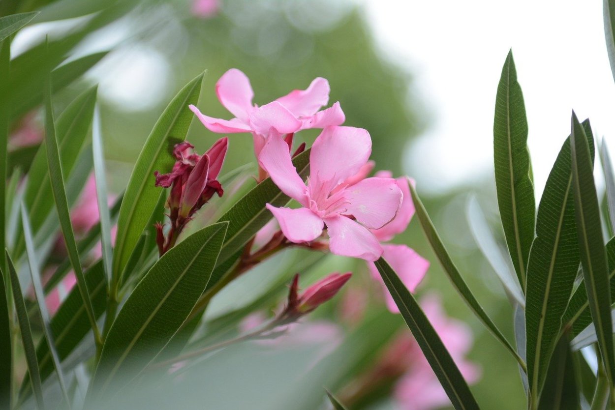 Нериум Олеандр