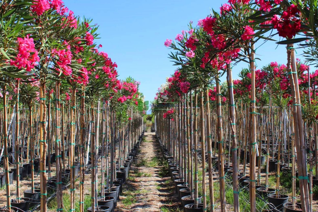 Дерево Заккум фото