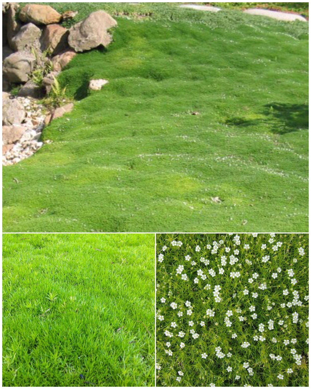 Мшанка шиловидная газон