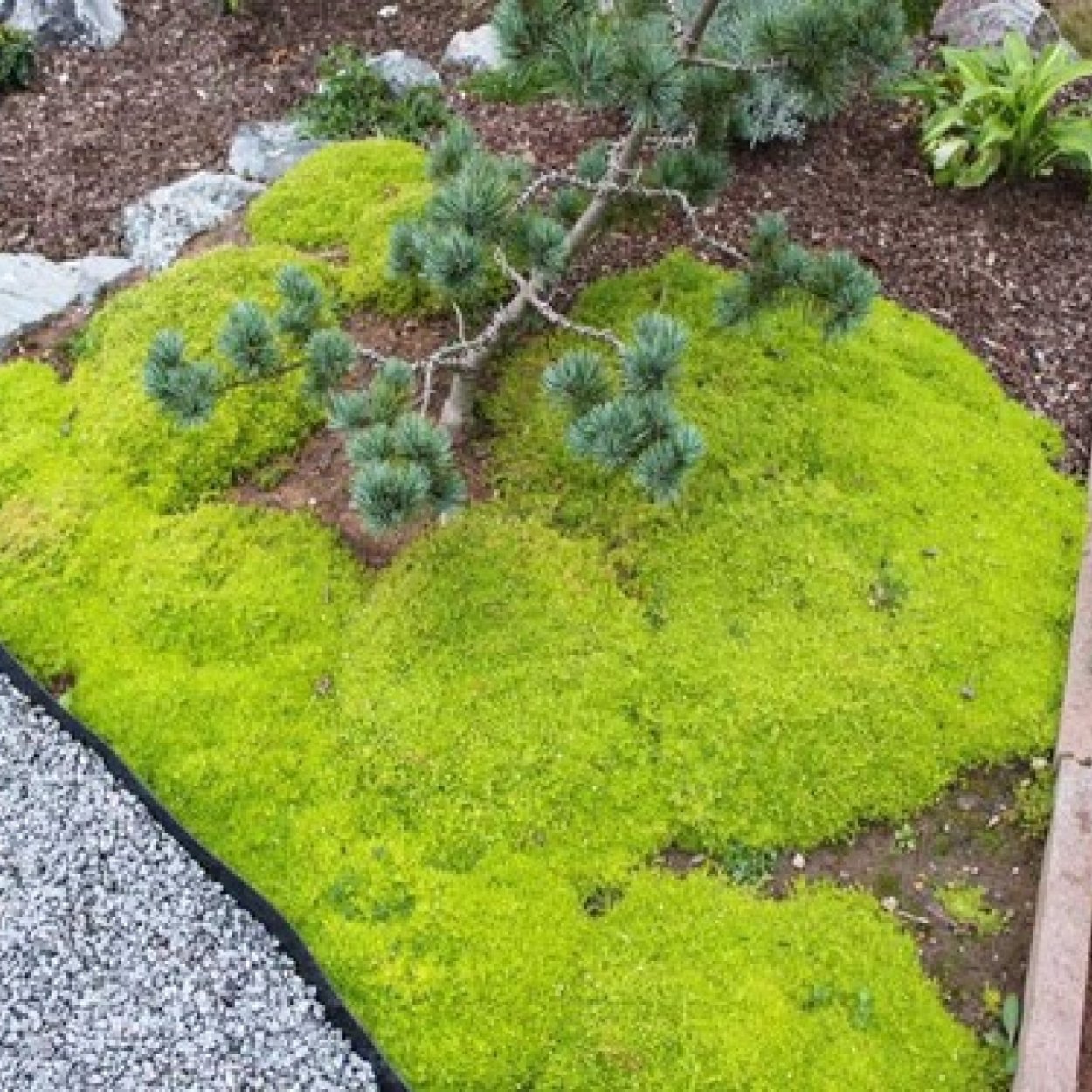 Мшанка с хвойниками