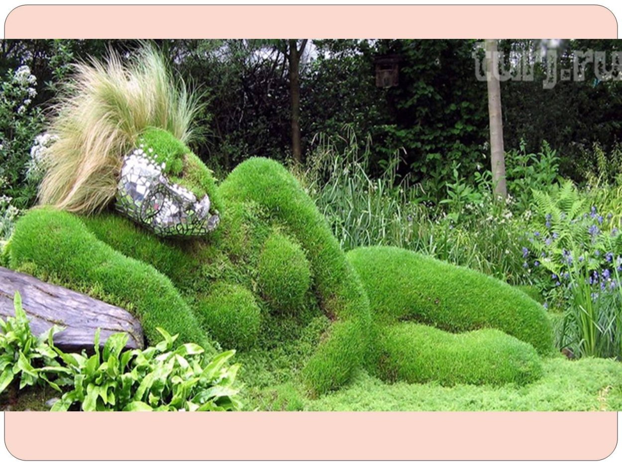 Мшанка в ландшафтном дизайне