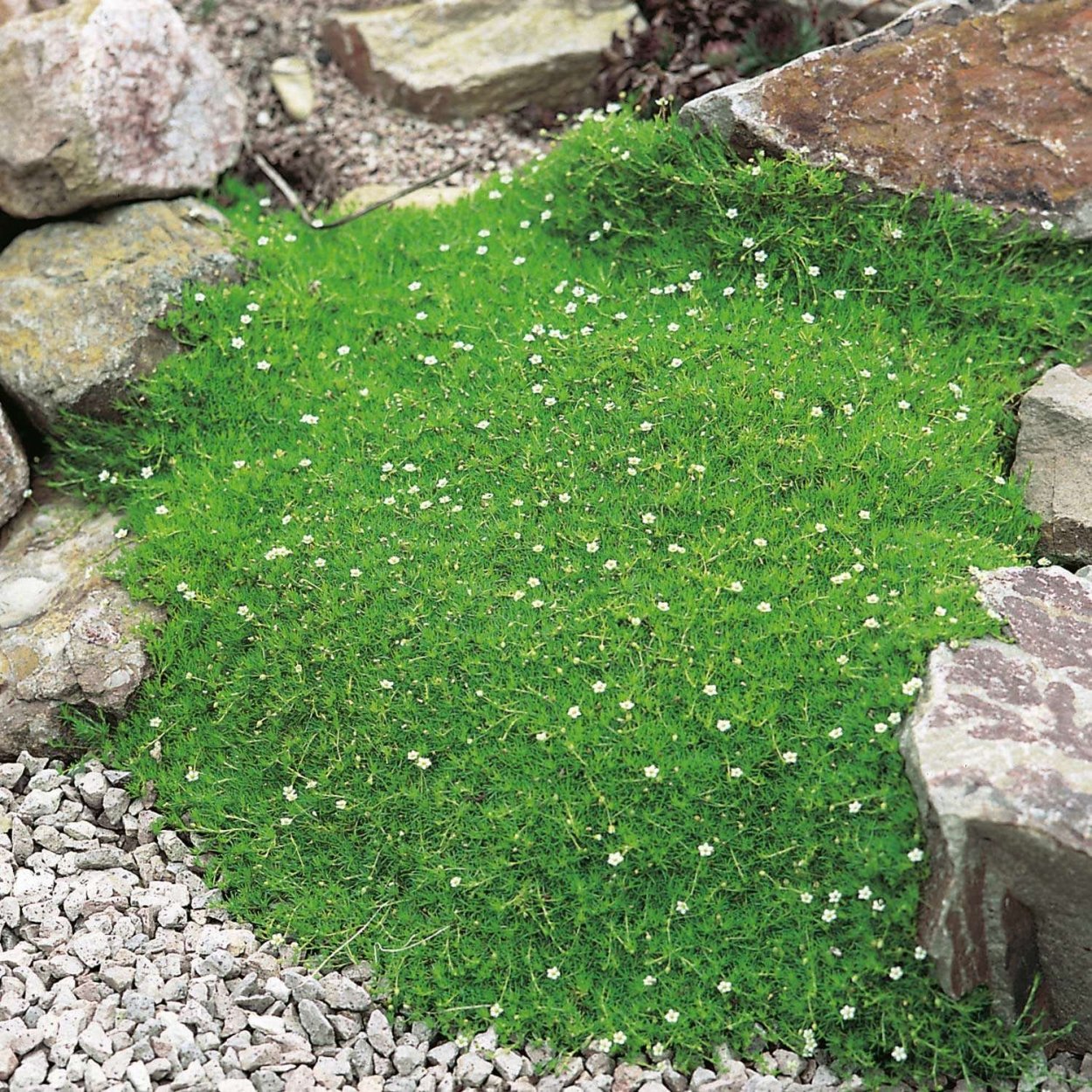 Мшанка шиловидная Грин Мосс