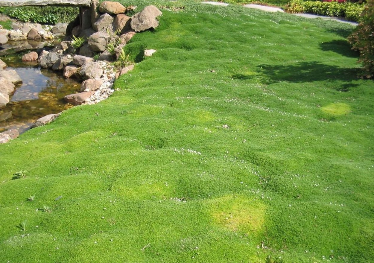 Мшанка шиловидная газон