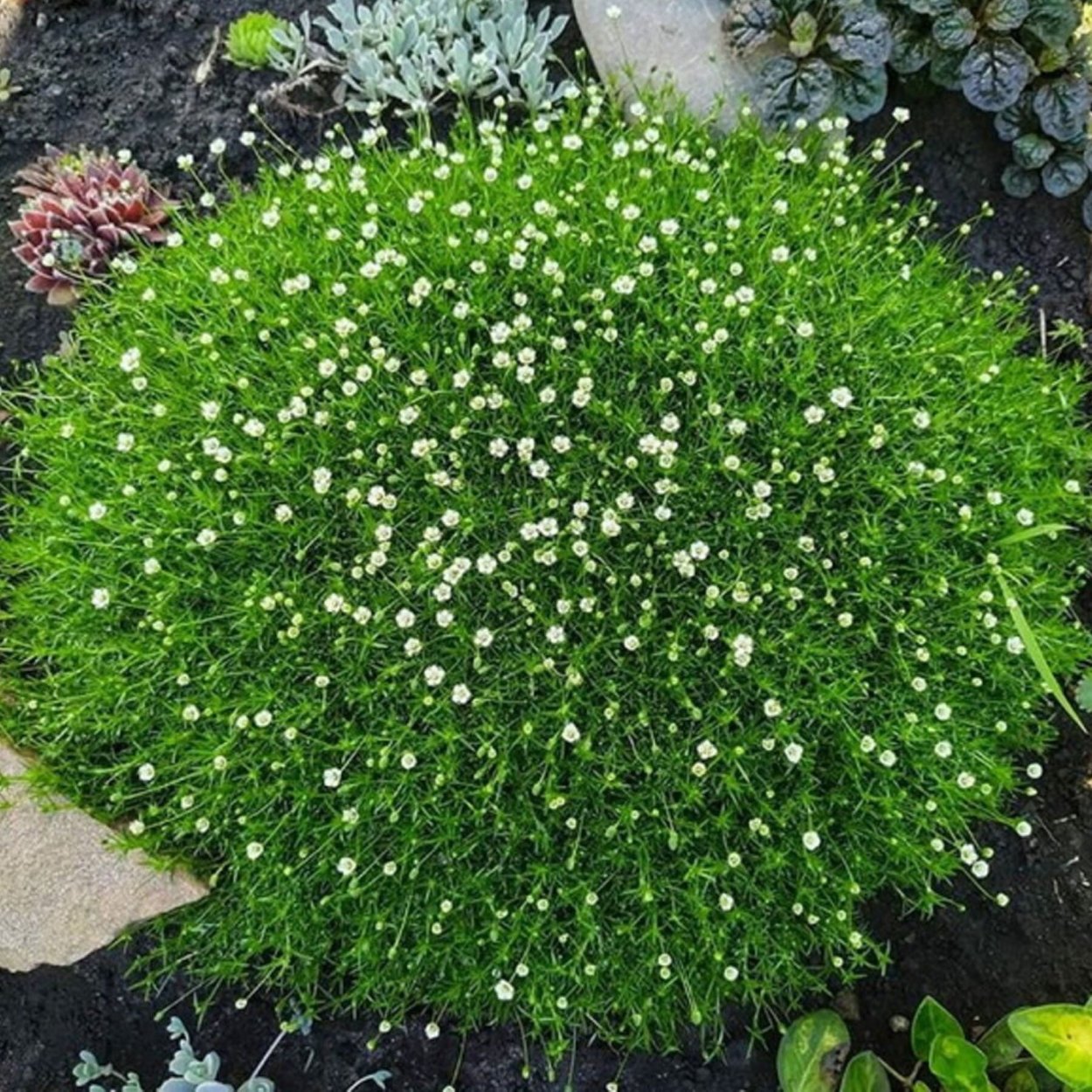 Мшанка шиловидная Грин Мосс