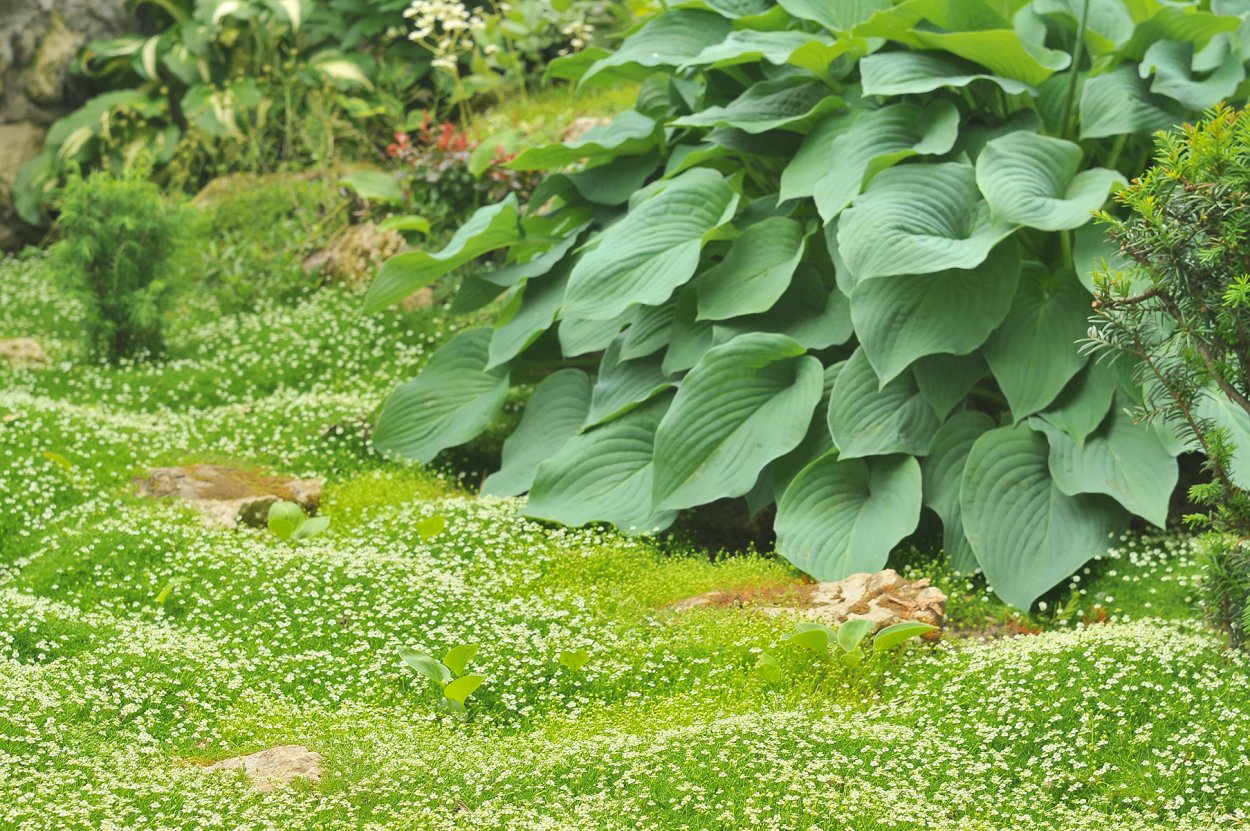 Мшанка шиловидная